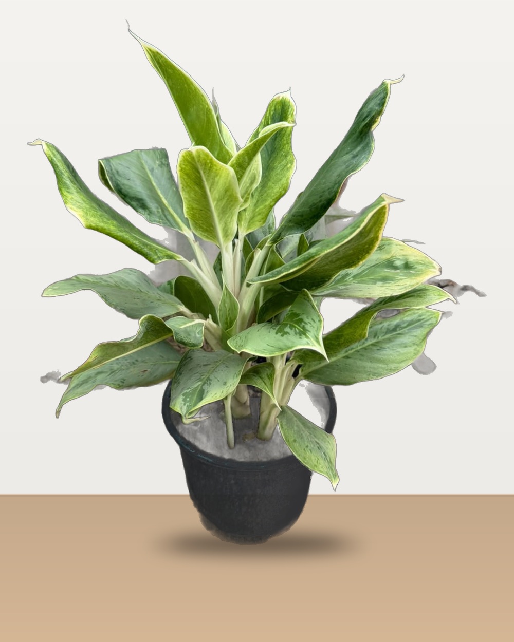 Lush Aglaonema First Diamond (White Foliage) nursery specimen