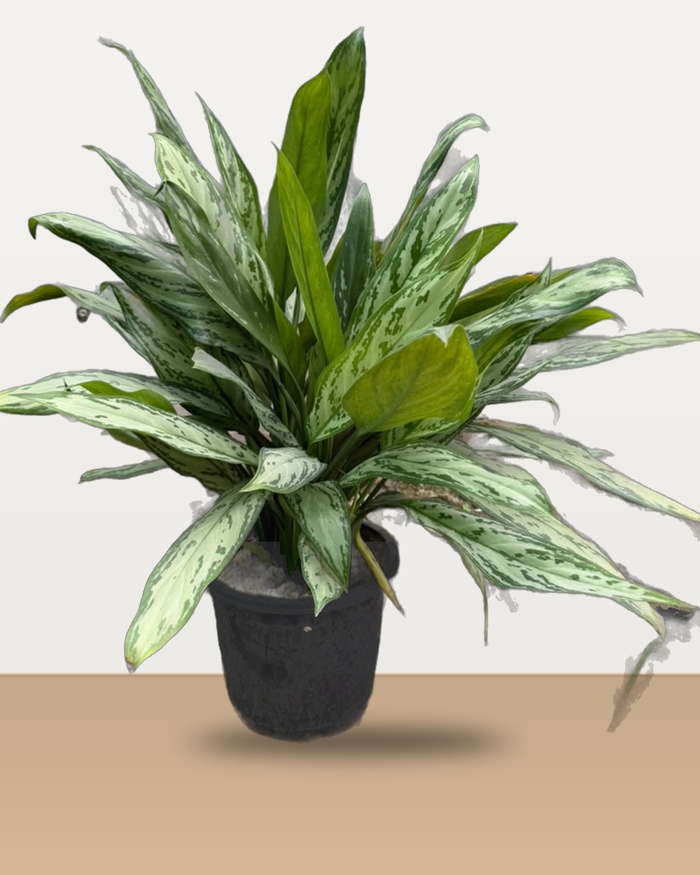 Lush Aglaonema Silver Bay nursery specimen