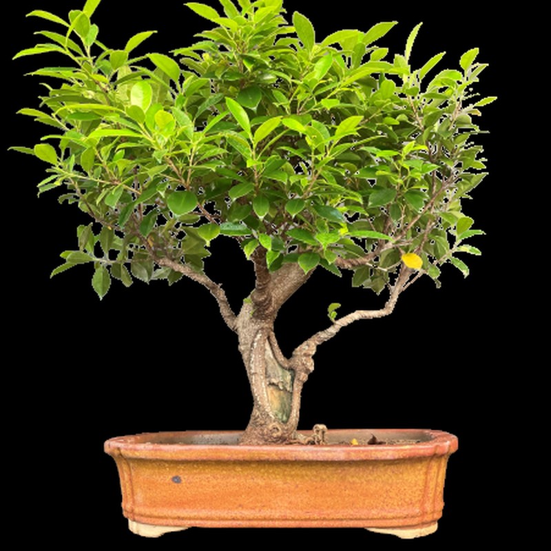 Bonsai Pot