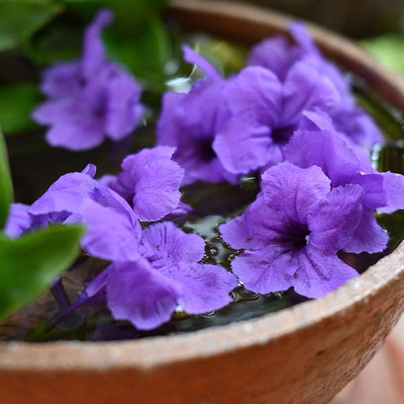 Terracotta Pot