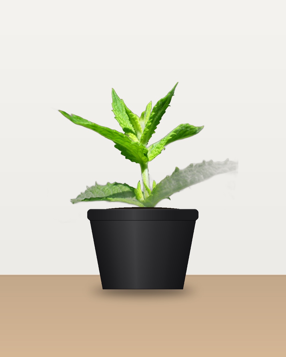 Desi Pudina Mint