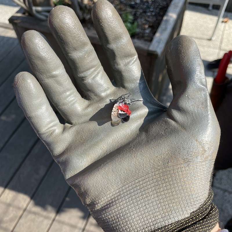 Gardening Gloves