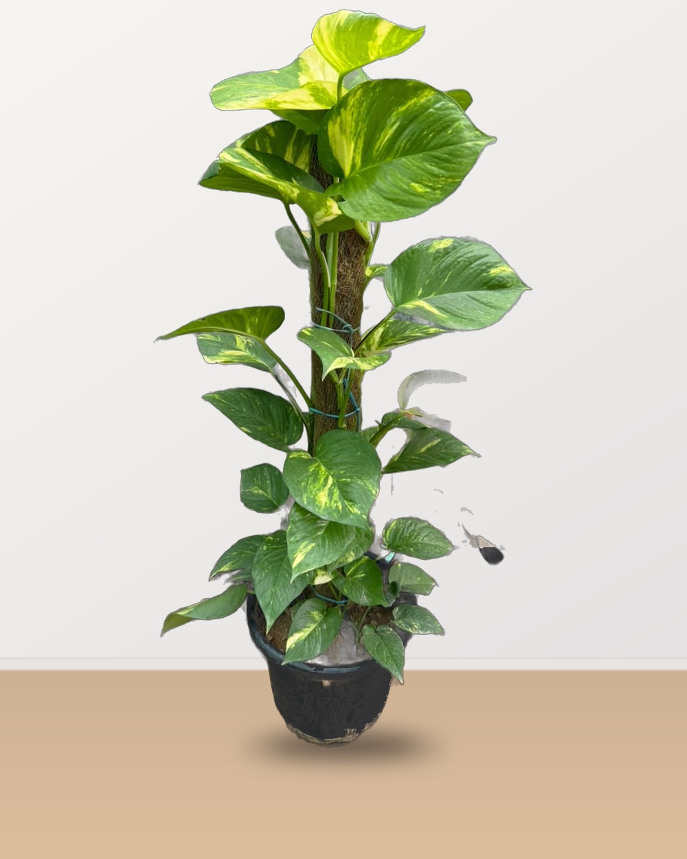 Golden Pothos climbing coir pole foliage detail