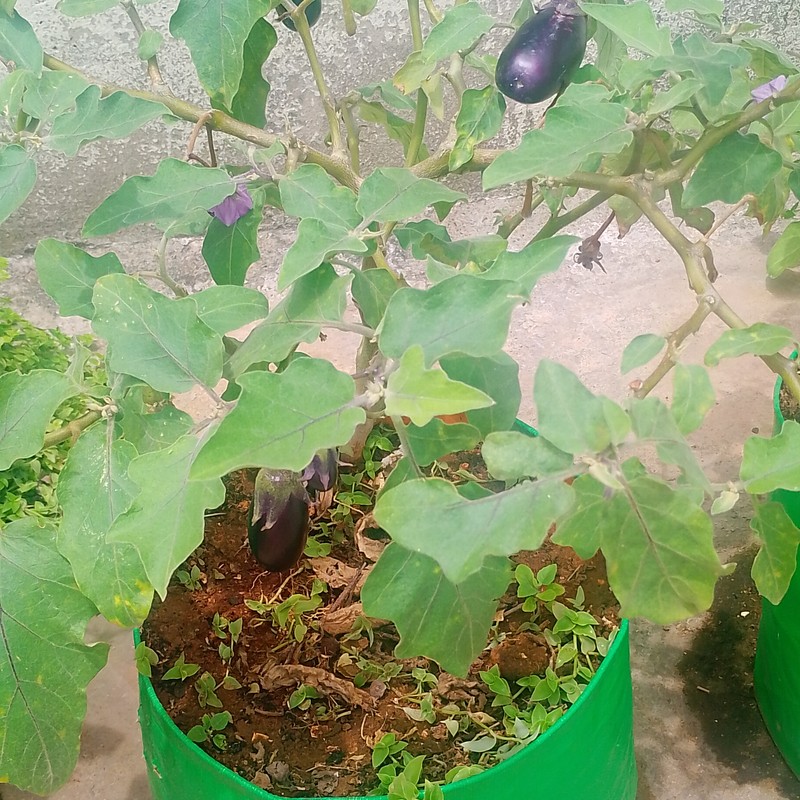 Grow Bag