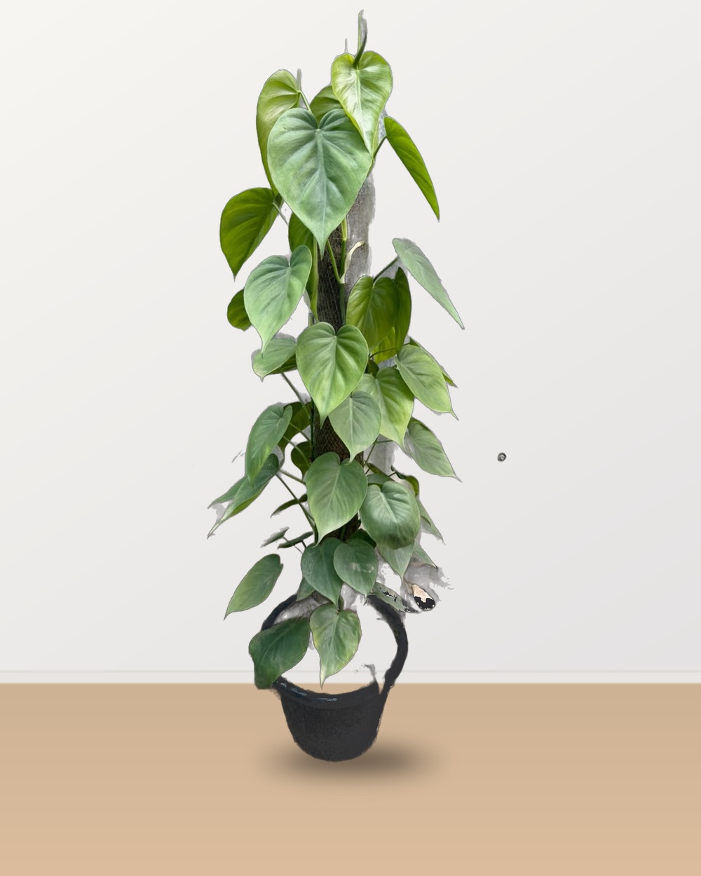 Lush Heartleaf Philodendron on Moss Stick nursery specimen