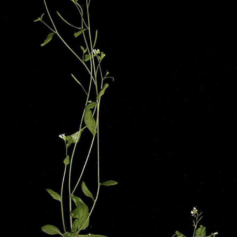 Rooting Solution
