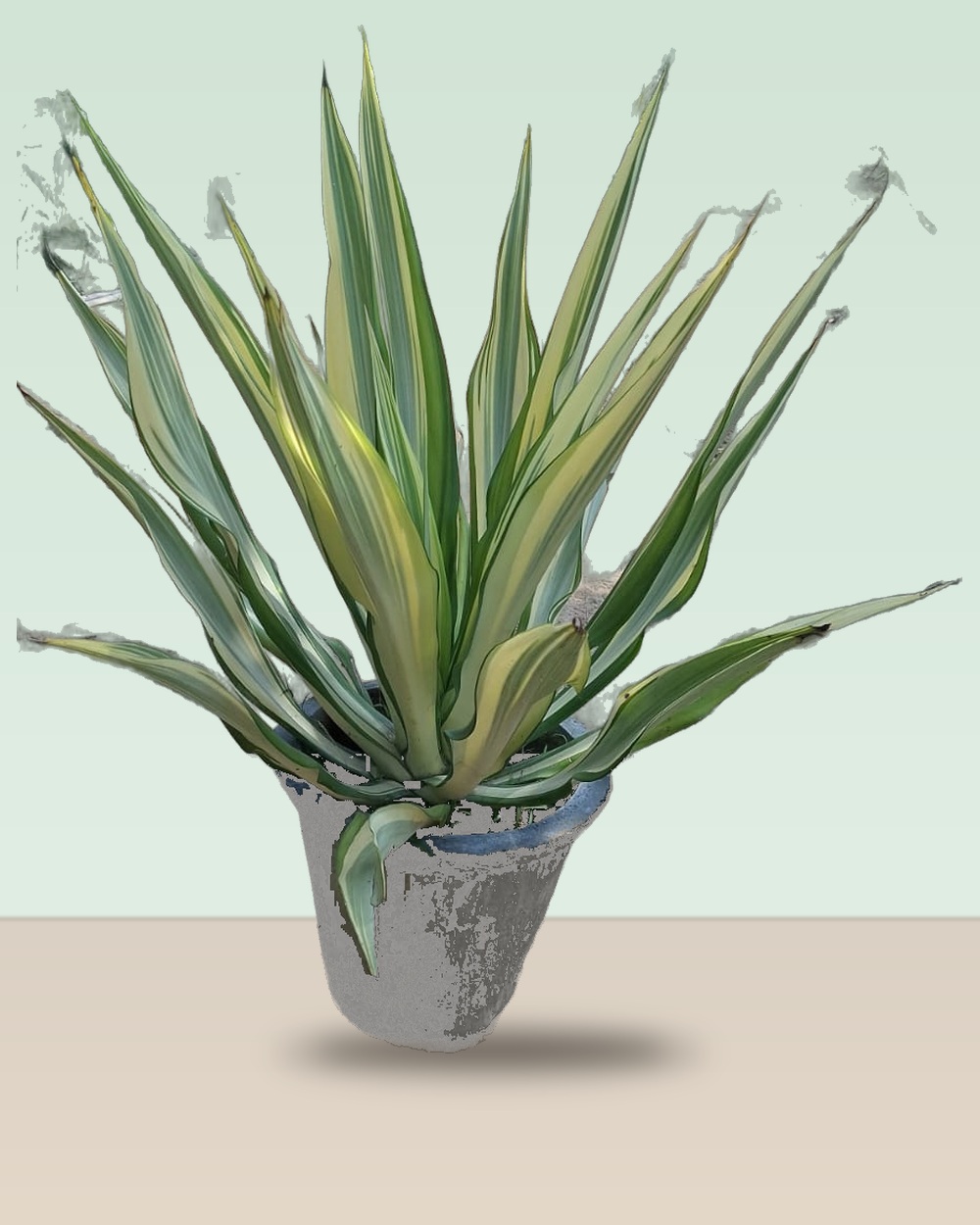 Lush Variegated Architectural Succulent in Ornamental Concrete Planter nursery specimen