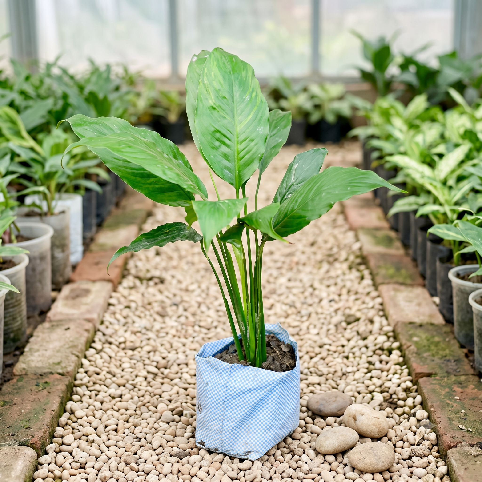 Peace Lily Spathiphyllum live nursery plant specimen