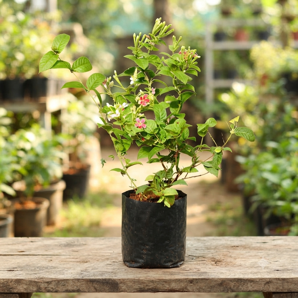 Madhumalti Rangoon Creeper (Combretum indicum) live nursery specimen