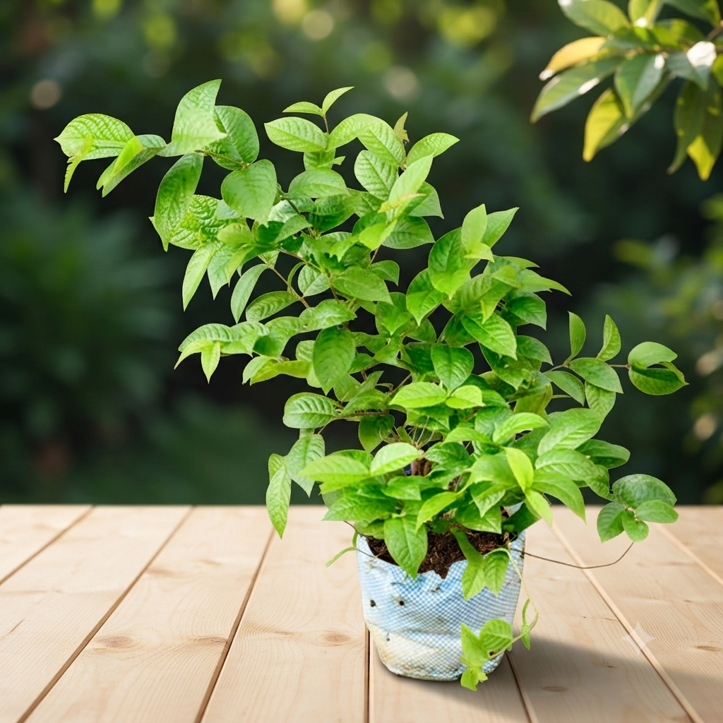 Raat Ki Rani Night Blooming Jasmine (Cestrum nocturnum) live nursery specimen