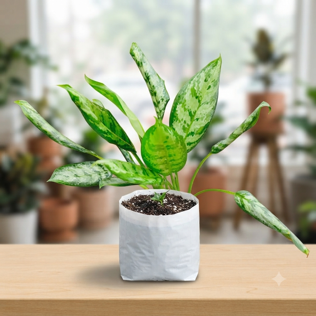 Aglaonema Silver Bay live nursery plant specimen