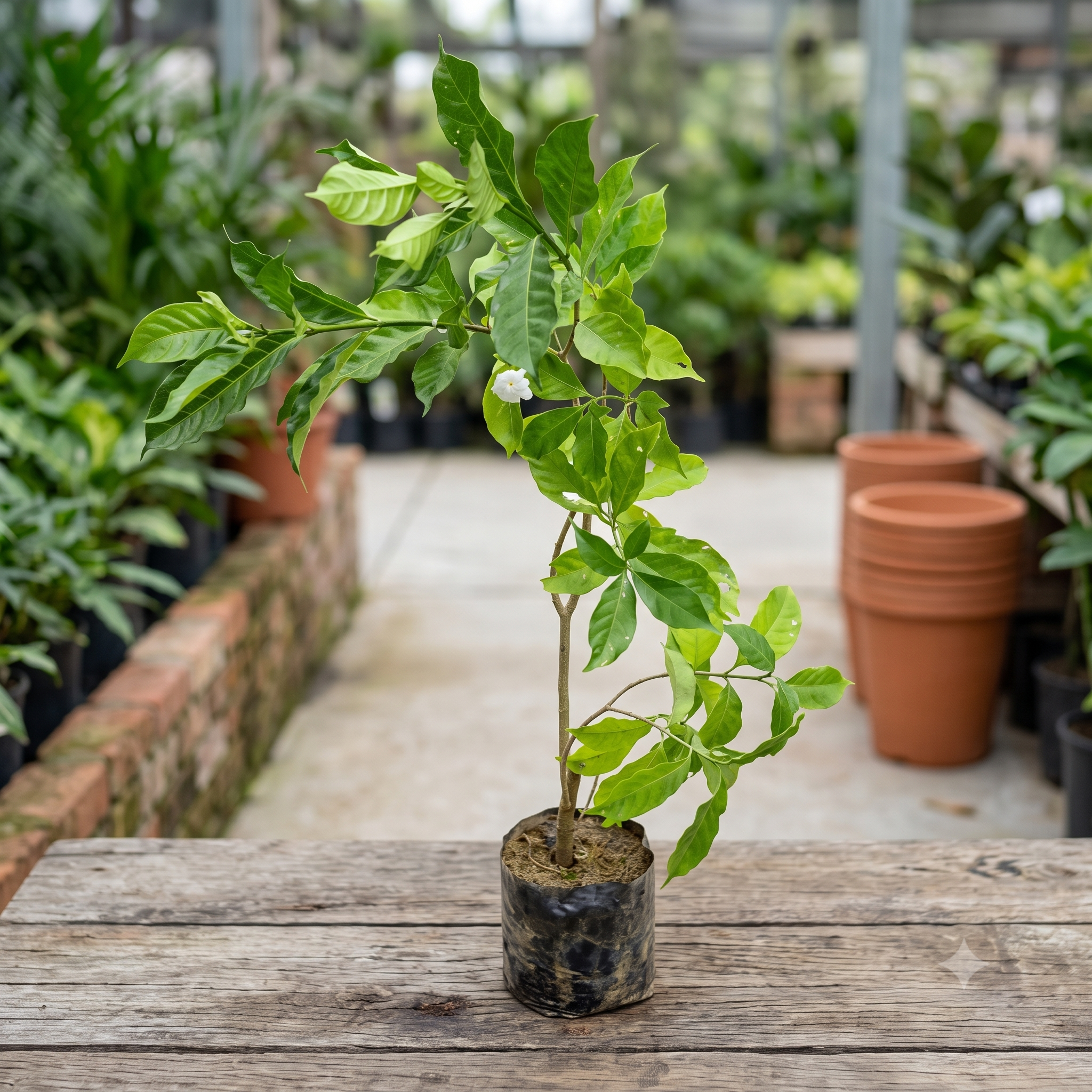 Parijat Harsingar Holy Plant (Nyctanthes arbor-tristis) live nursery specimen