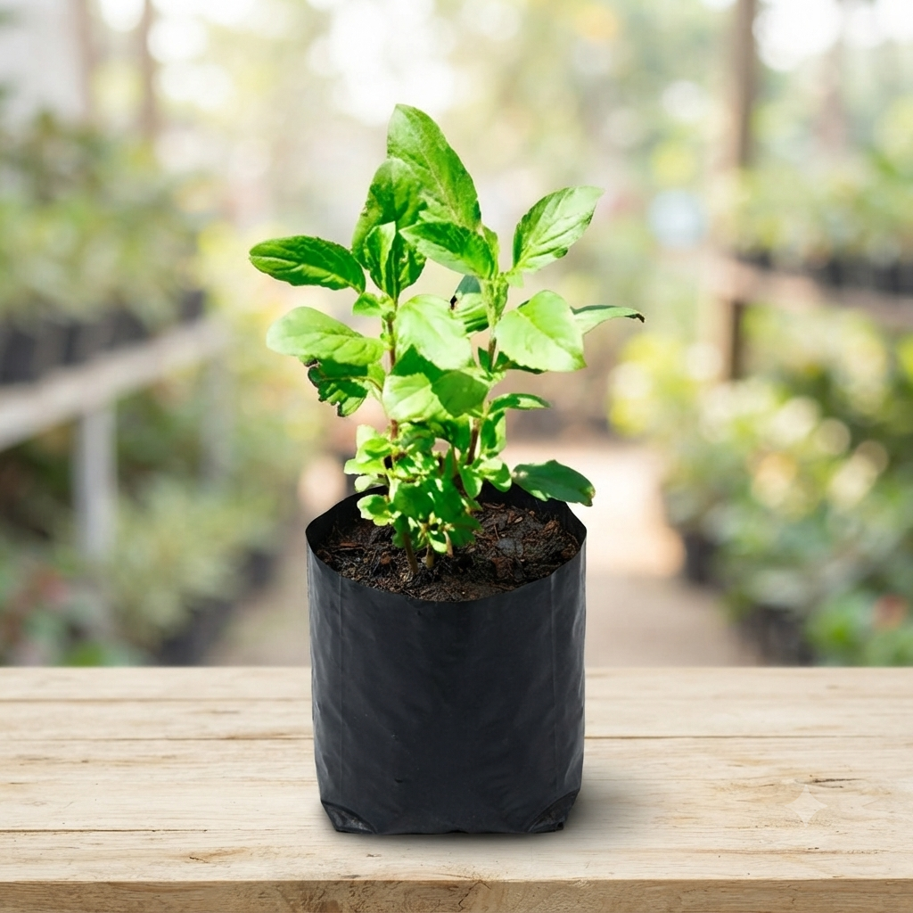 Kagzi Lemon Plant live nursery plant specimen