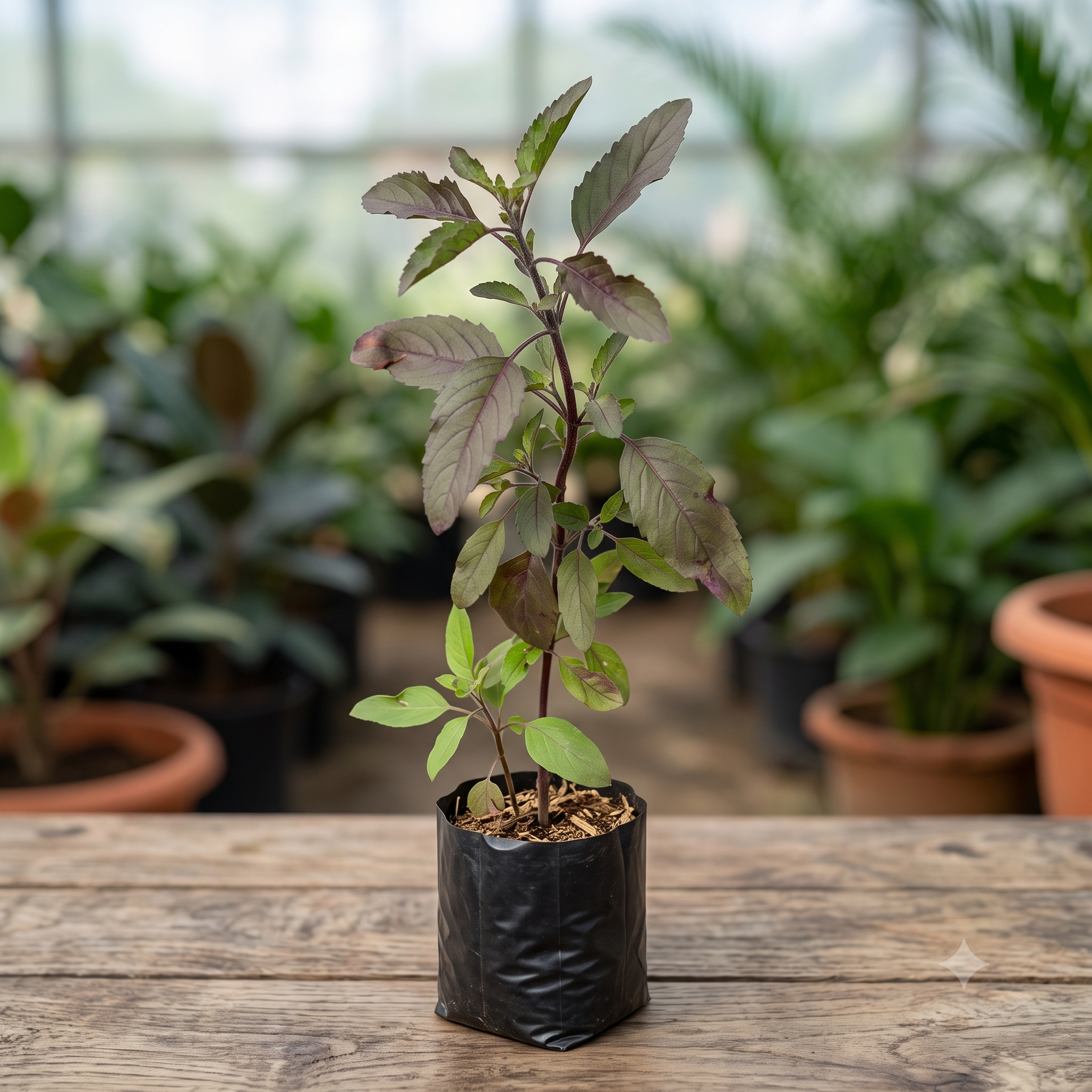 Krishna Tulsi Shyama Plant (Holy Basil) live nursery specimen