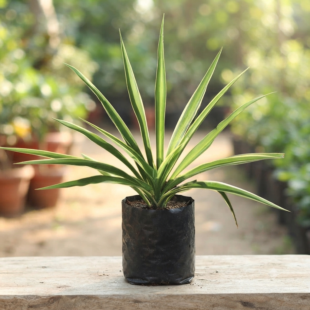 Golden Variegated Pandanus (Screw Pine) live nursery specimen