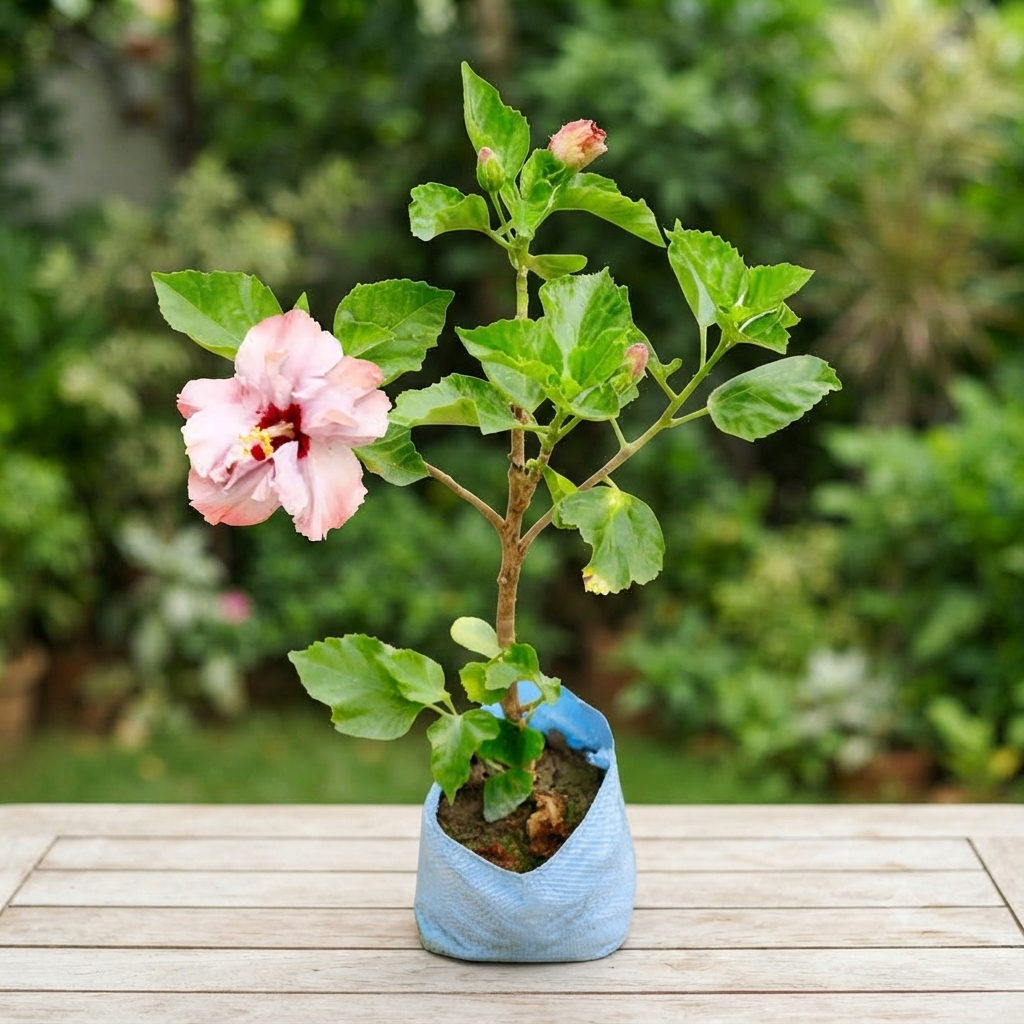 Pastel Pink Hibiscus Plant (Gudhal) live nursery specimen