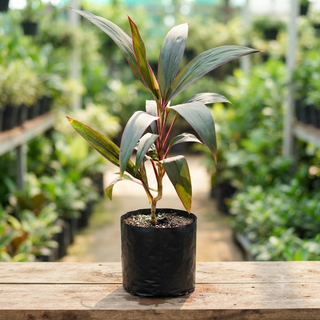 Cordyline Fruticosa Red Sister (Ti Plant) live nursery specimen