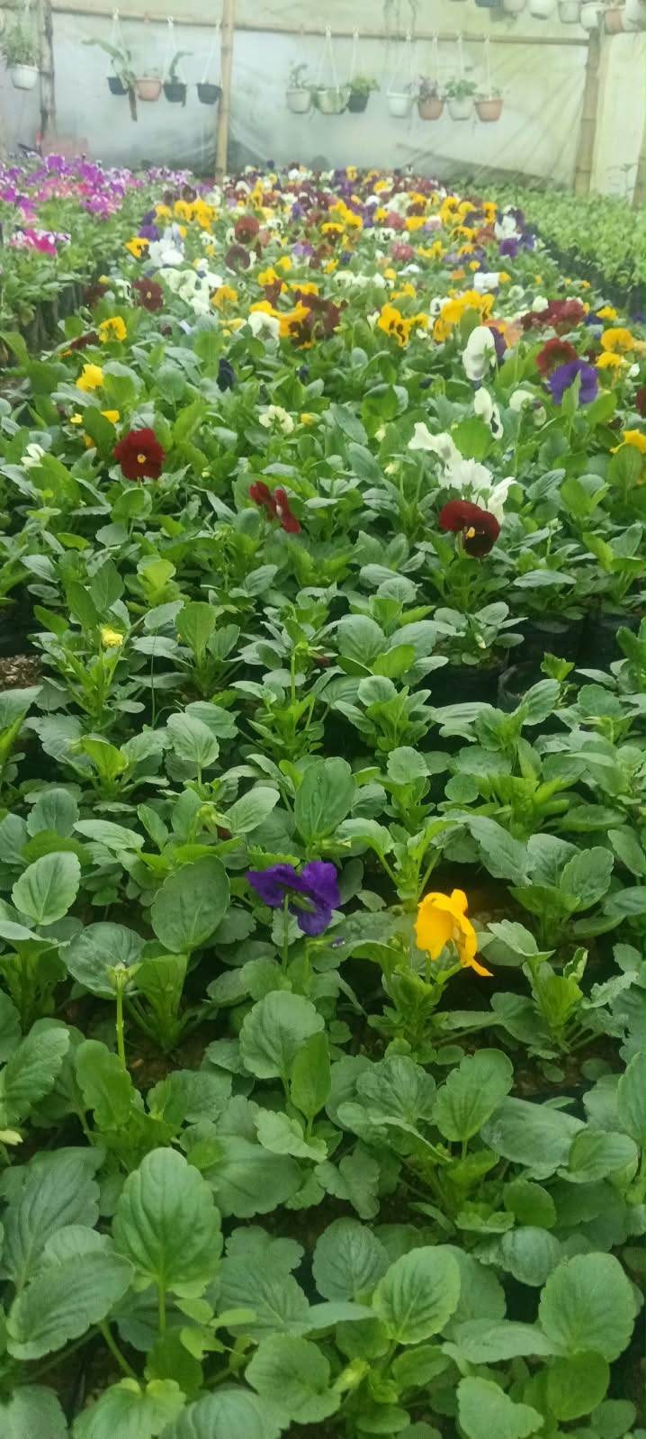 Tenzi — Sugandha Farms & Nursery